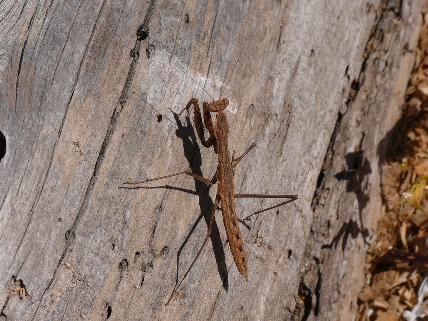 Mantodea - Fogólábúak