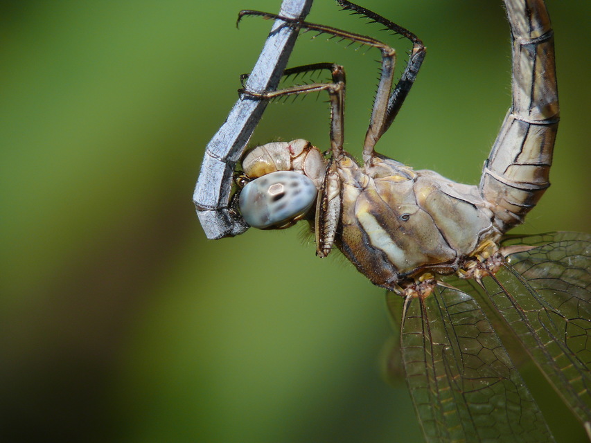 Orthetrum