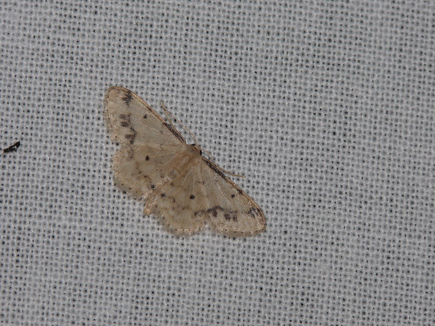Idaea