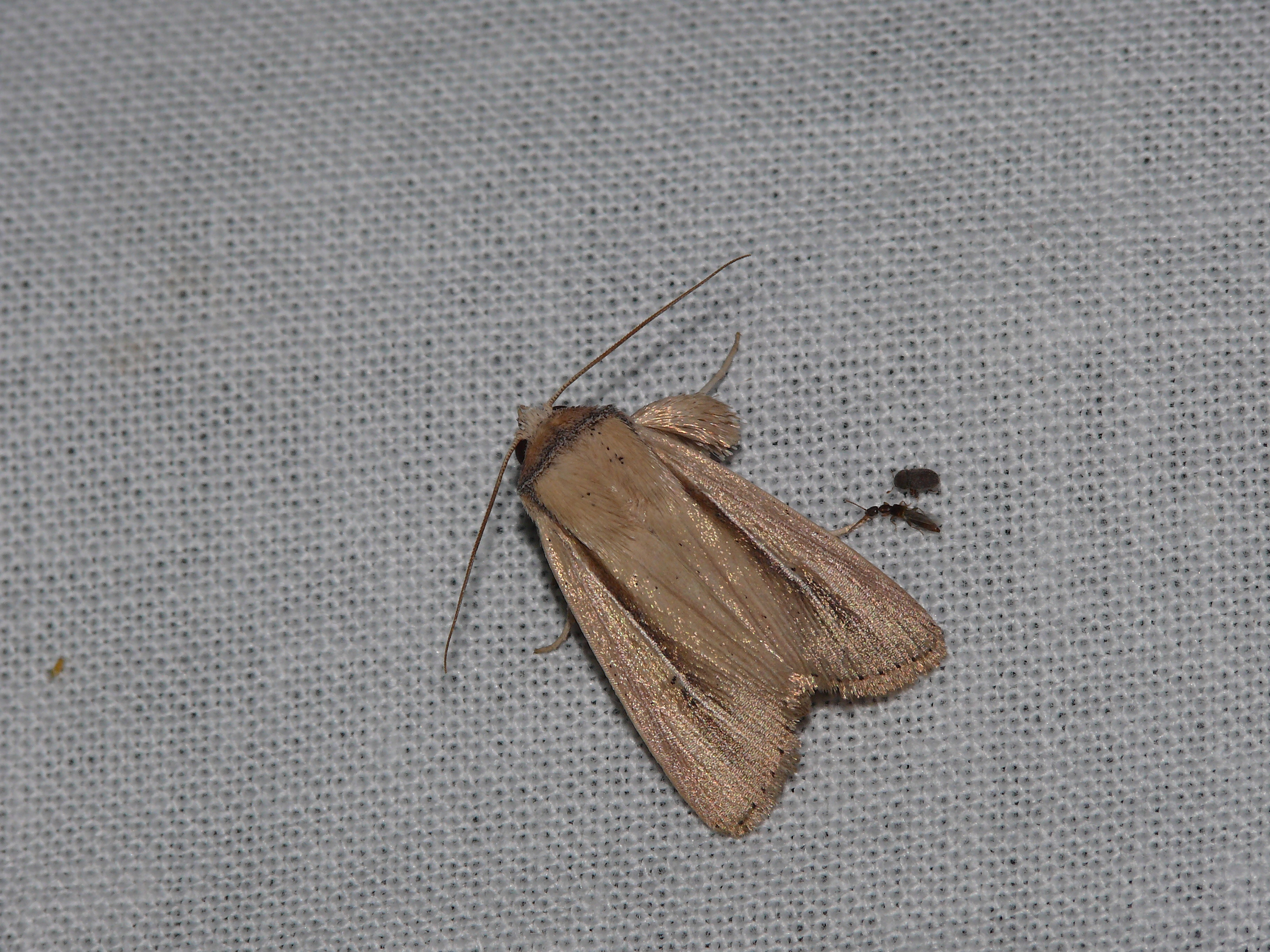 Mythimna prominens