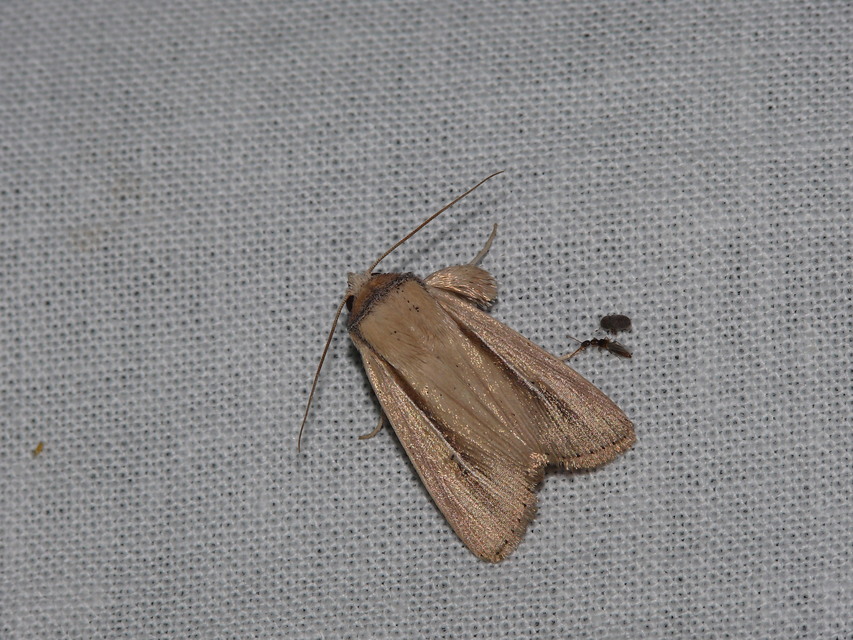 Mythimna prominens