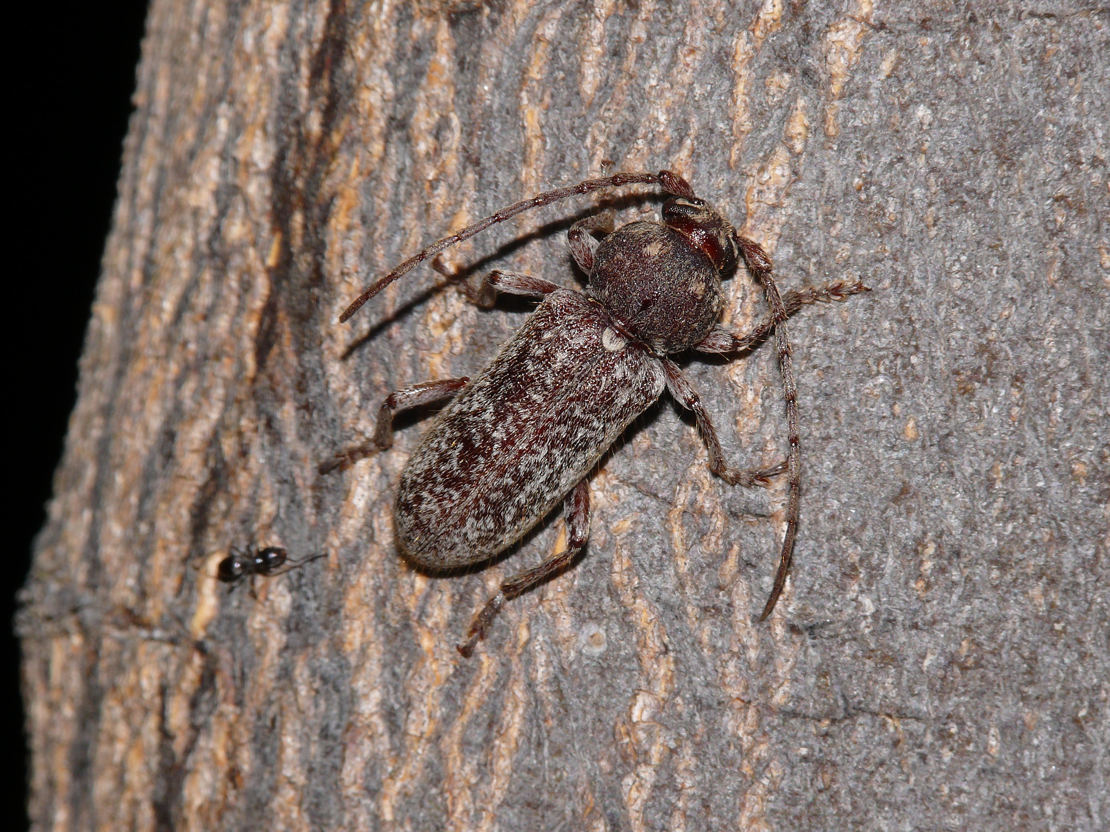 Trichoferus spartii