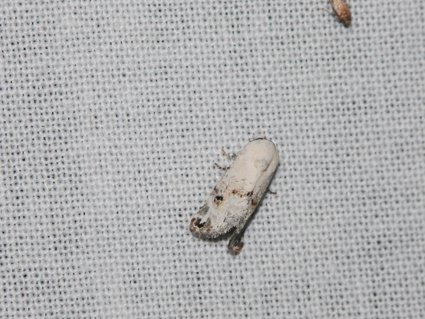 Eublemma scitula