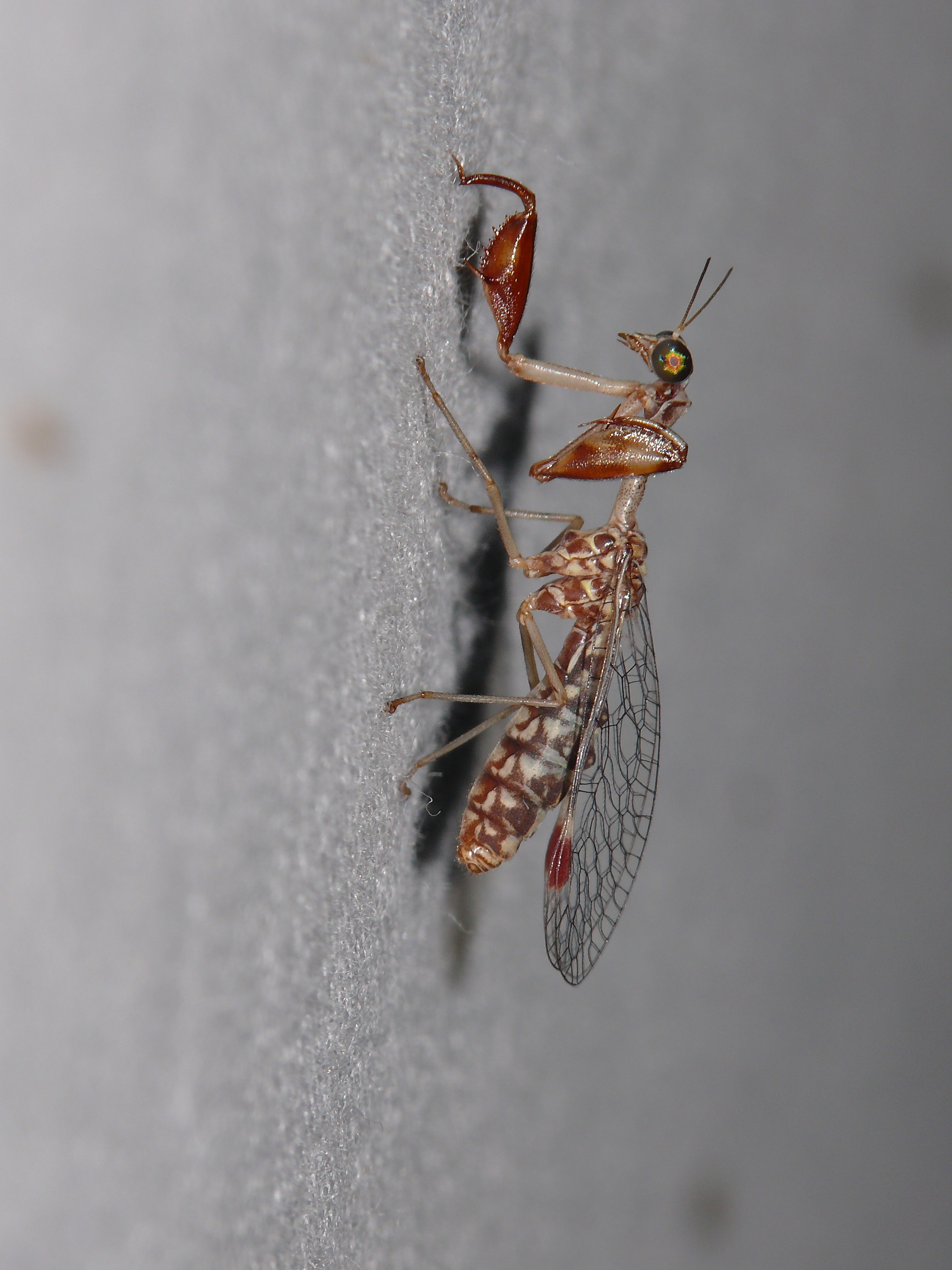 Mantispa scabricollis