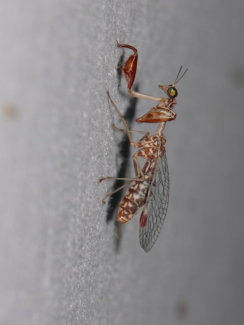 Mantispa scabricollis