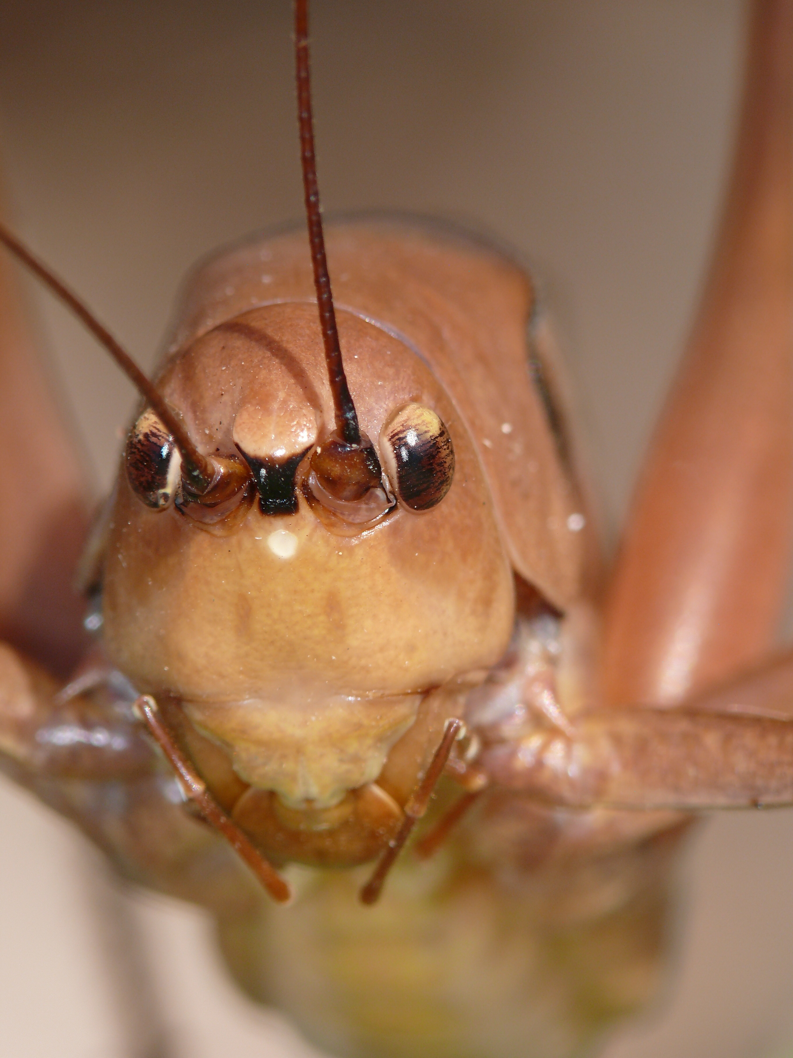 Drymadusa limbata