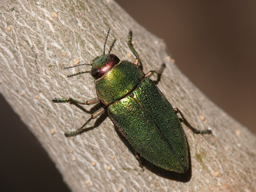 Perotis chlorana
