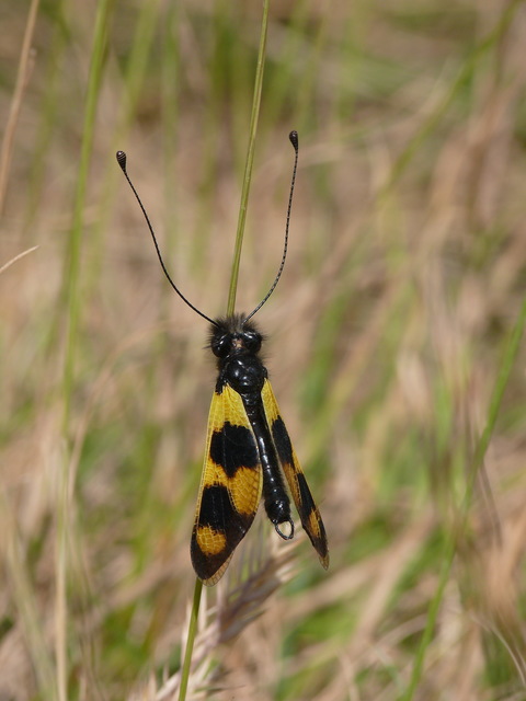 Libelloides