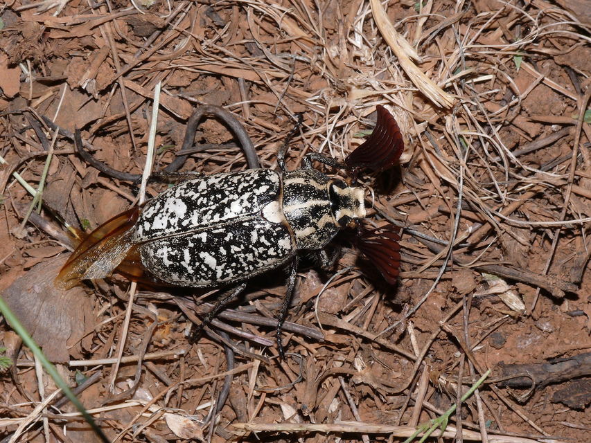 Polyphylla olivieri