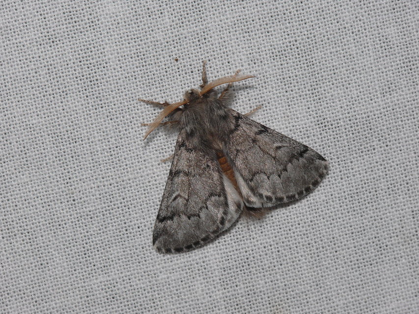 Thaumetopoea