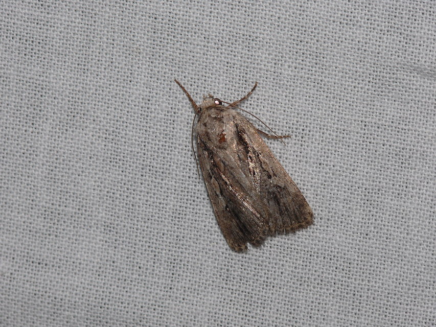 Dichagyris signifera - pompás földibagoly