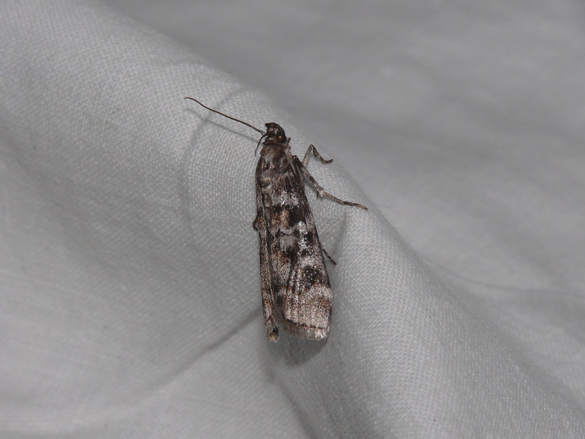 Dioryctria