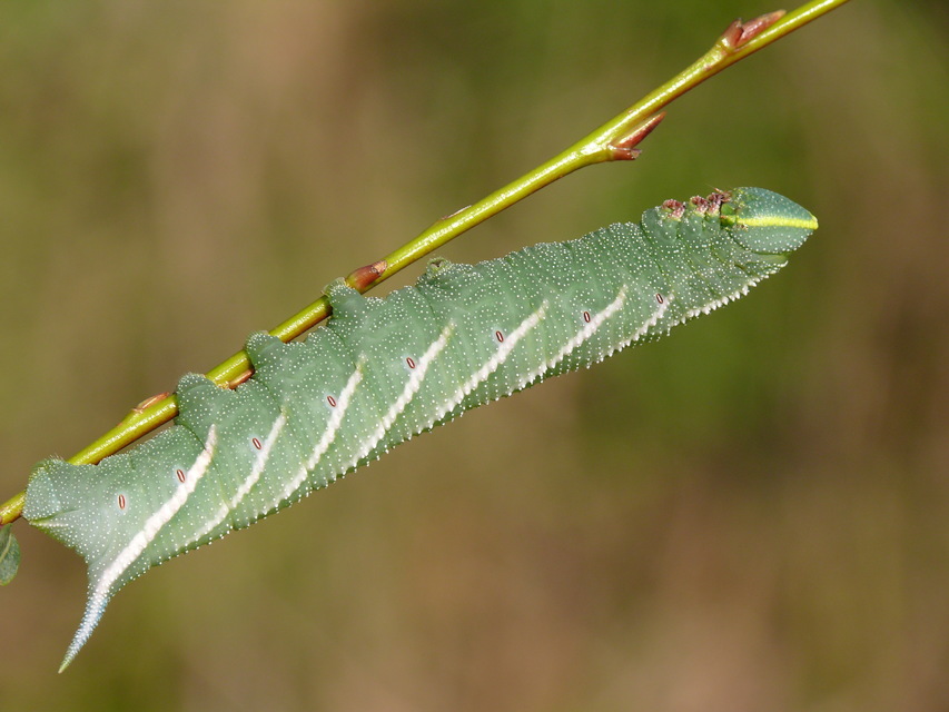 Smerinthus ocellatus - esti pávaszem