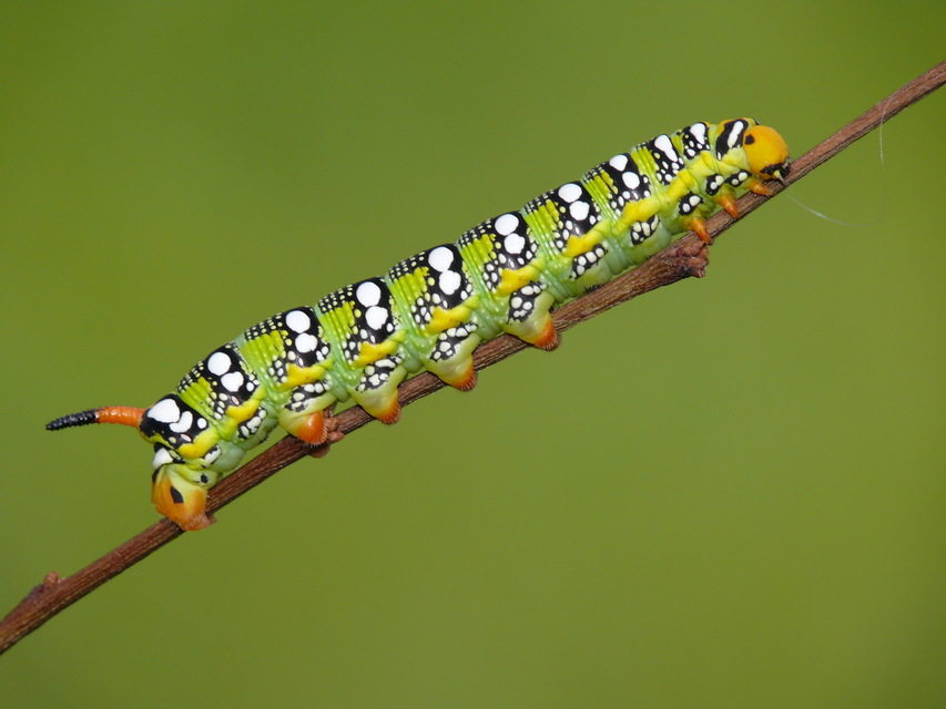 Hyles euphorbiae - kutyatejszender