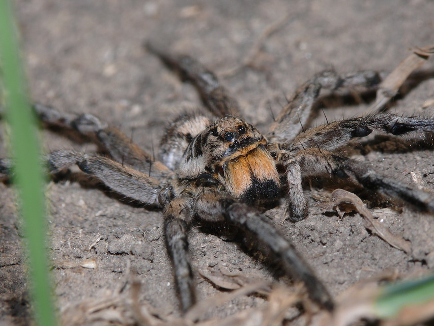 Geolycosa vultuosa - pokoli cselőpók