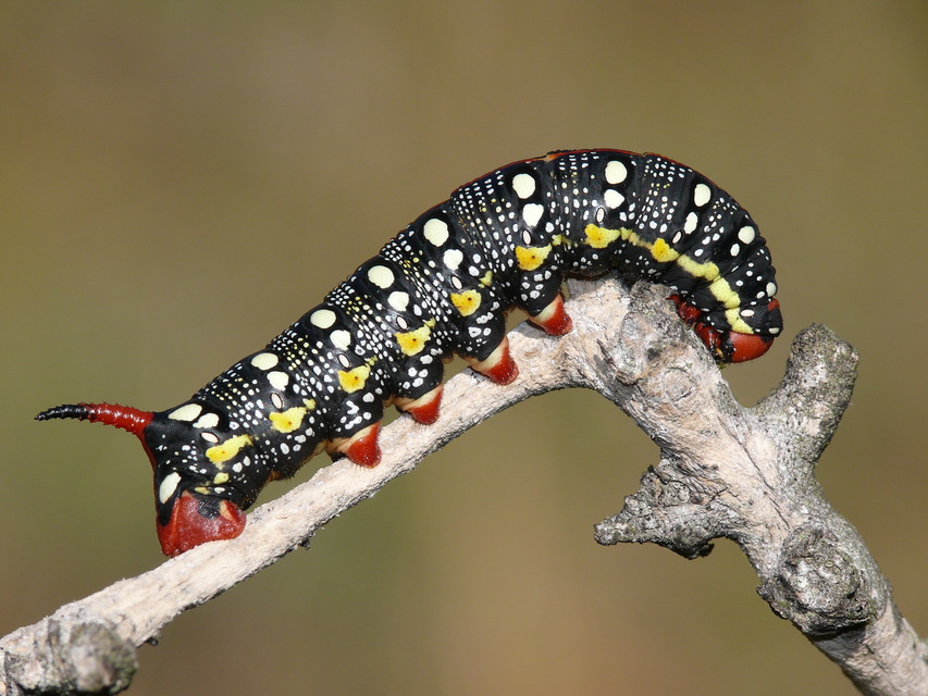 Hyles euphorbiae - kutyatejszender