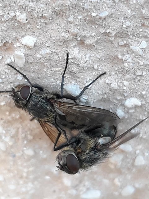 Pollenia