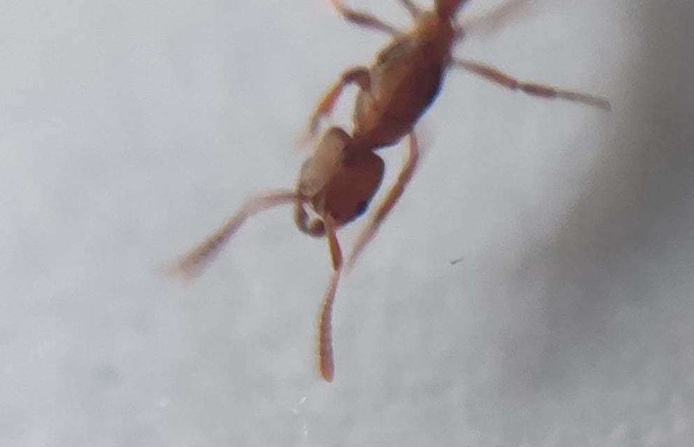 Cryptopone ochracea - sárga vakondhangya