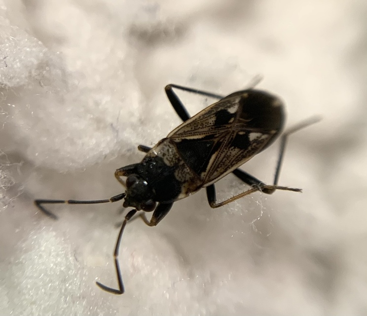 Rhyparochromus vulgaris - közönséges díszesbodobács