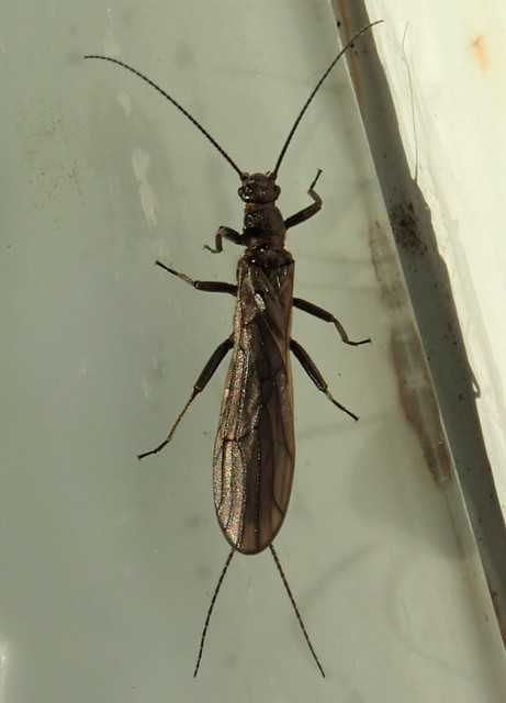 Zwicknia bifrons