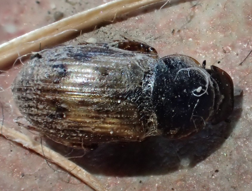 Aphodius obliteratus - sötétjegyű trágyabogár