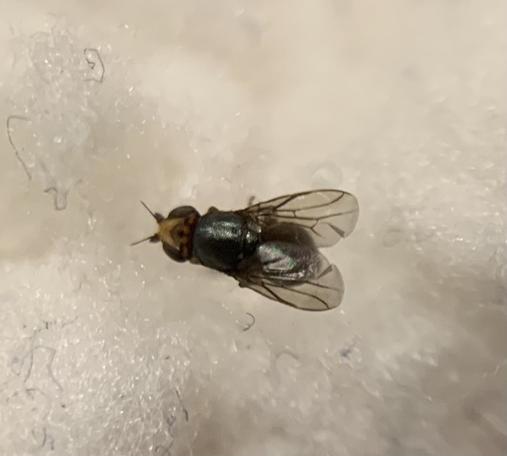 Camarota curvipennis