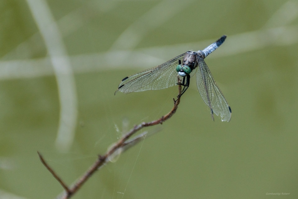 Orthetrum albistylum - fehérfarkú pásztorszitakötő