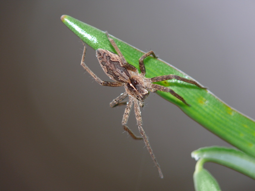 Pisaura mirabilis - csodáspók