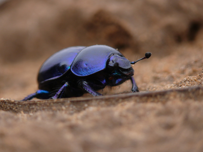 Trypocopris vernalis - tavaszi álganéjtúró