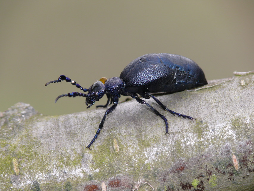 Meloe proscarabaeus - közönséges nünüke