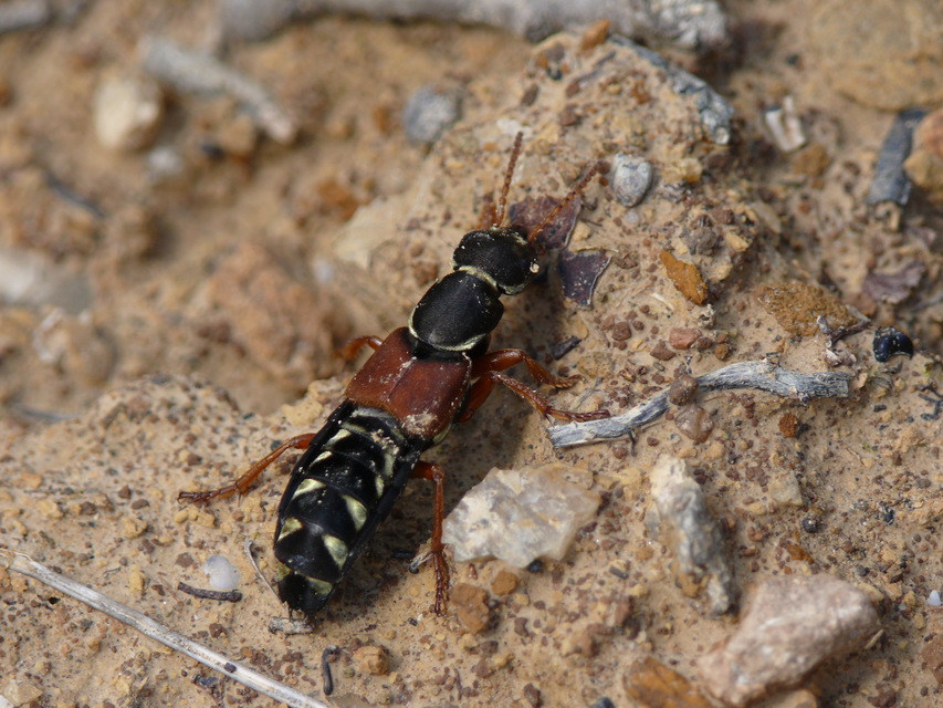 Staphylinus caesareus - aranysujtásos holyva