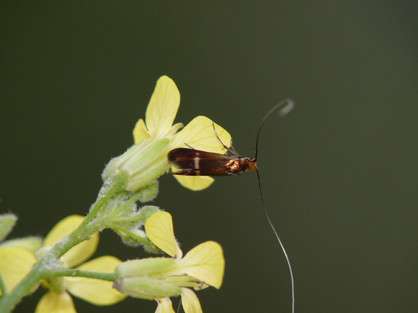 Adelidae - hosszúcsápú-tőrösmolyfélék