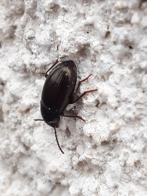 Nalassus dermestoides - rövidszárnyú gyászbogár
