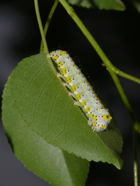 Diloba caeruleocephala - őszi kékesbagoly