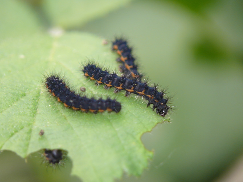 Saturnia pavoniella/pavonia