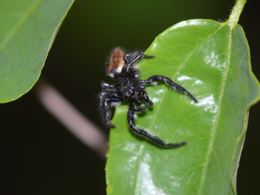 Carrhotus xanthogramma - rozsdás ugrópók