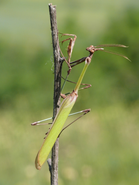 Empusa fasciata