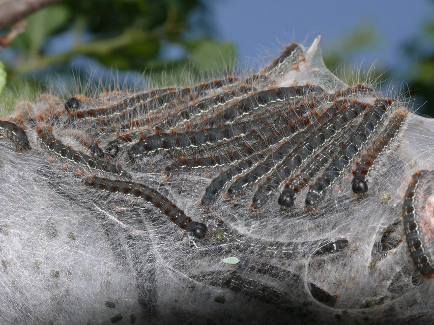 Eriogaster catax - sárga gyapjasszövő