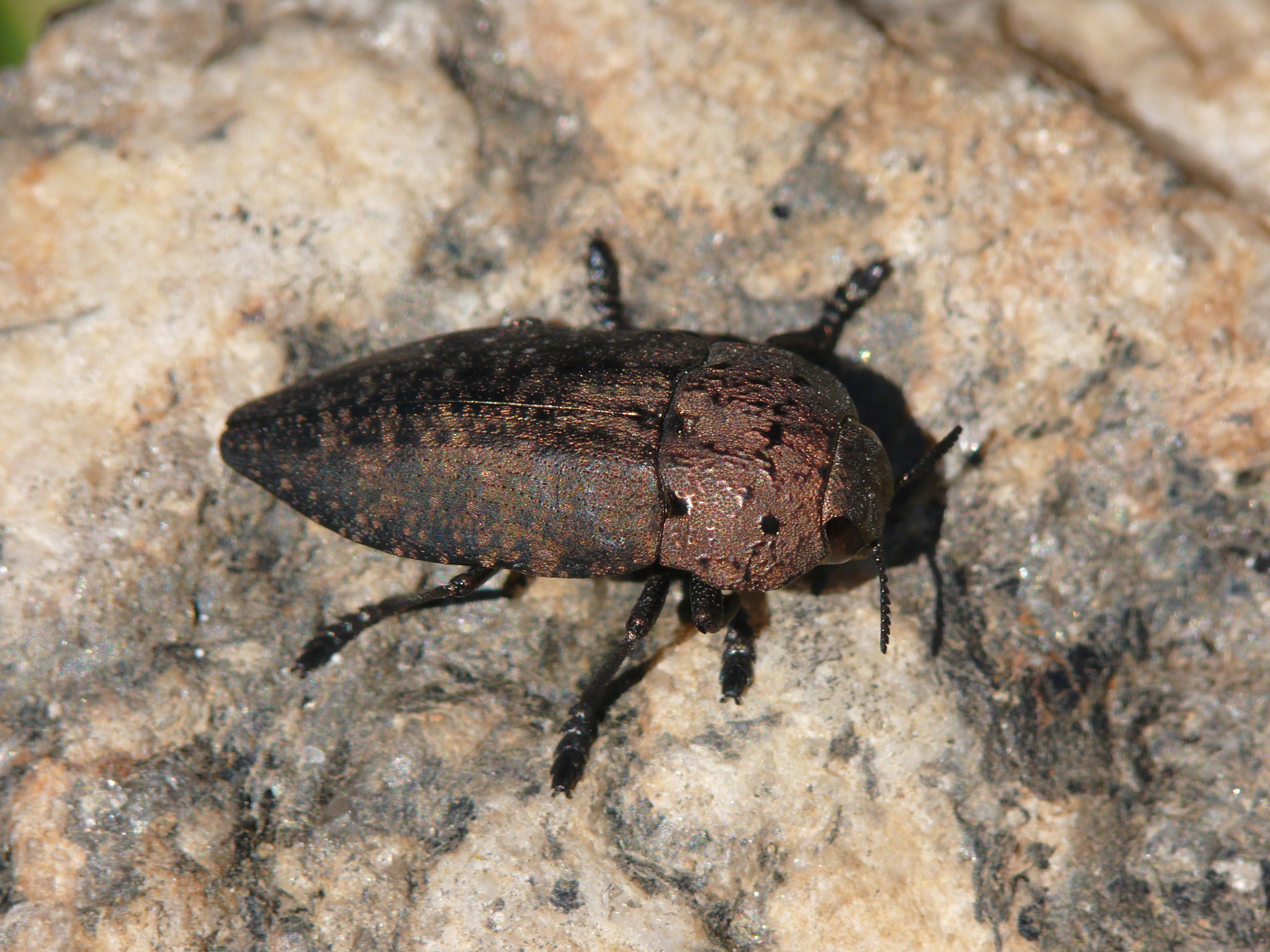 Capnodis tenebricosa