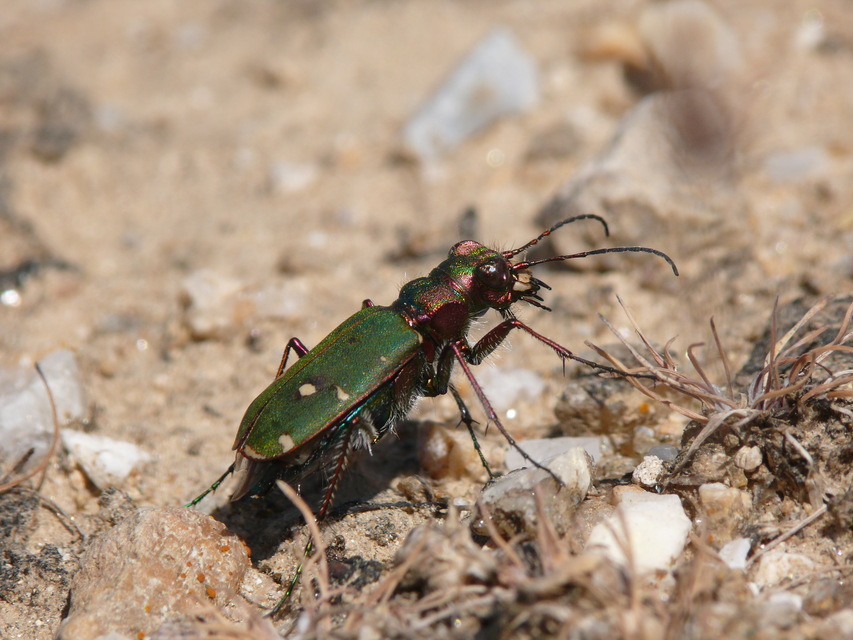 Cicindela campestris - mezei homokfutrinka
