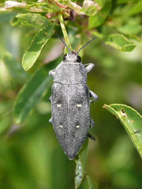 Chalcophorella stigmatica