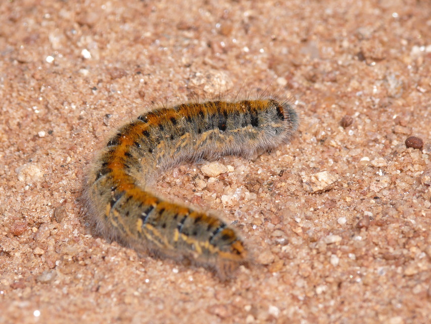 Lasiocampa trifolii - lóhereszövő