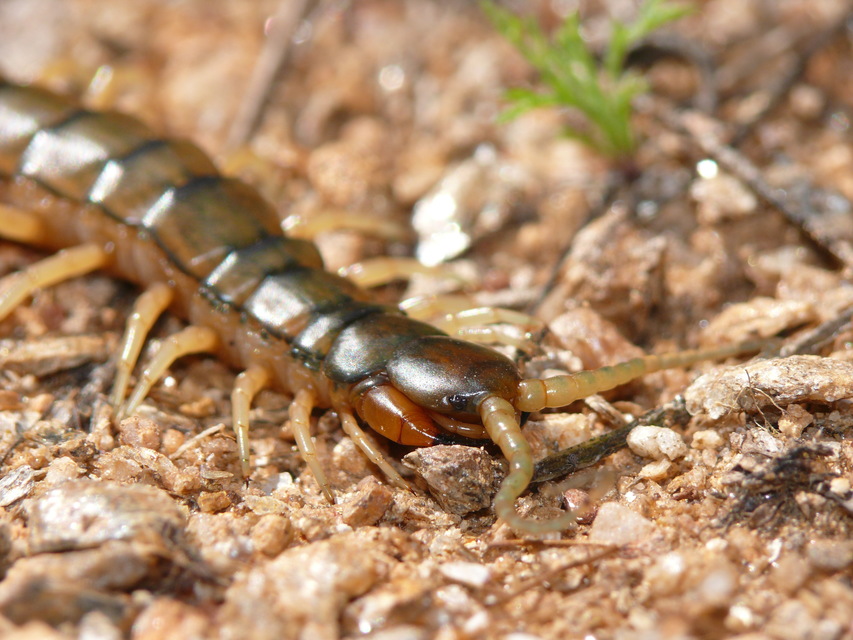 Scolopendra cingulata - öves szkolopendra