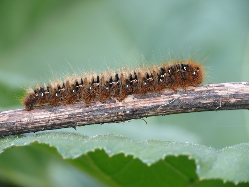 Lasiocampa quercus - tölgyfaszövő