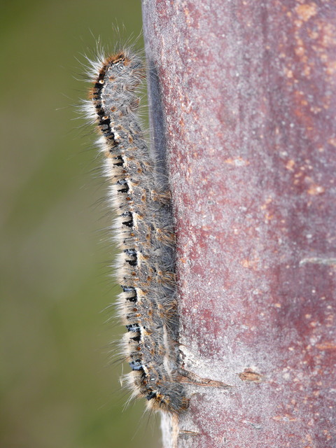 Lasiocampa quercus - tölgyfaszövő