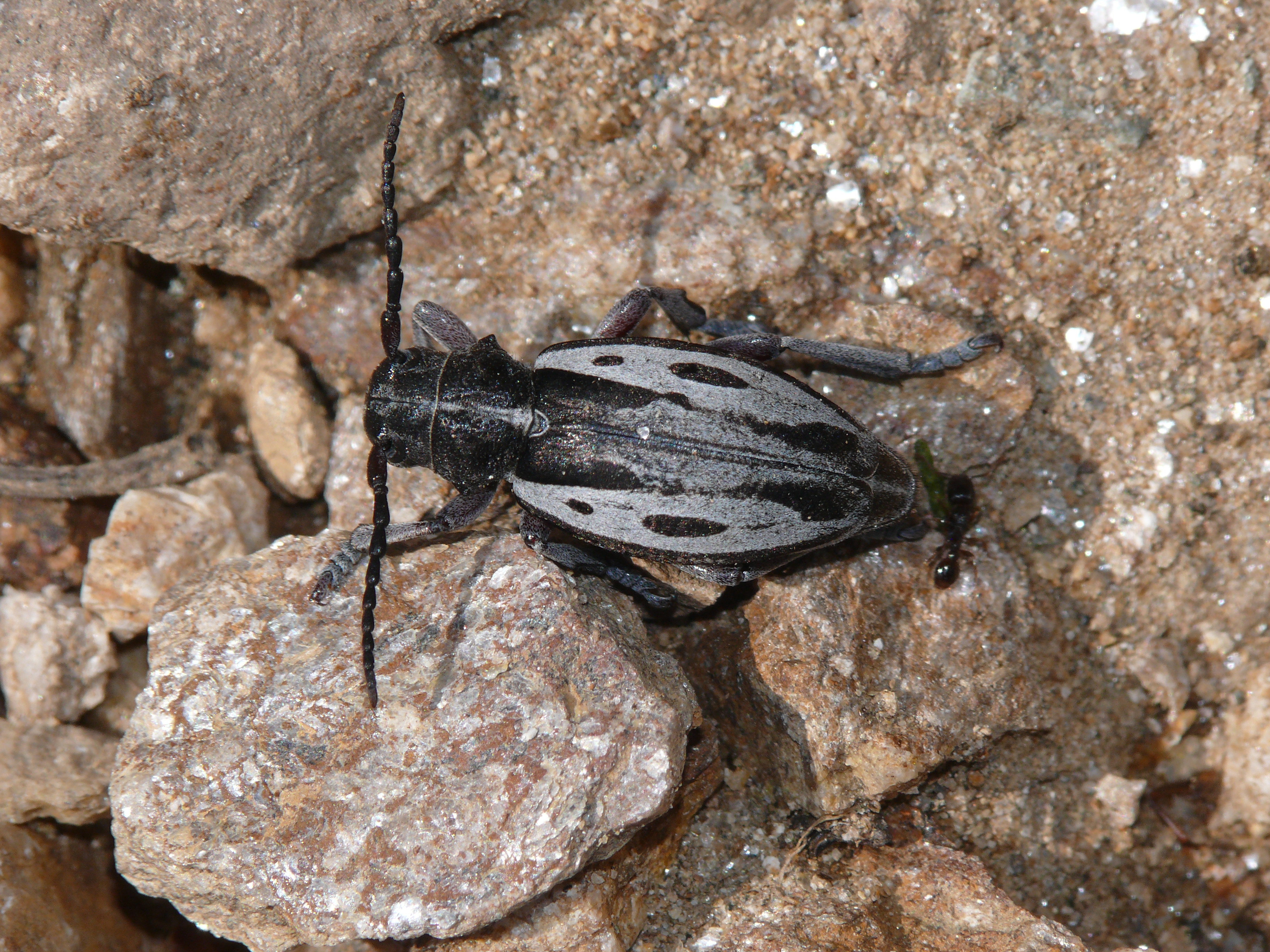 Dorcadion ljubetense borisi