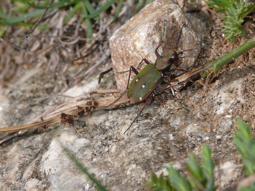 Cicindela campestris - mezei homokfutrinka
