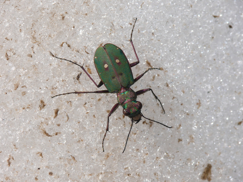 Cicindela campestris - mezei homokfutrinka