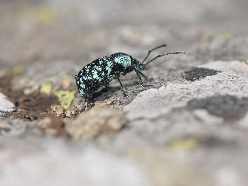 Otiorhynchus demirkapensis