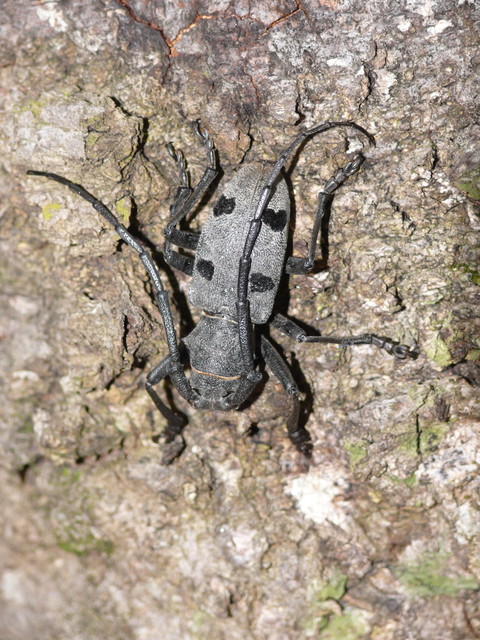 Morimus asper funereus - gyászcincér